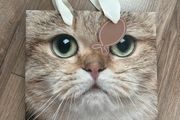 Cat Face Small Gift Bag
