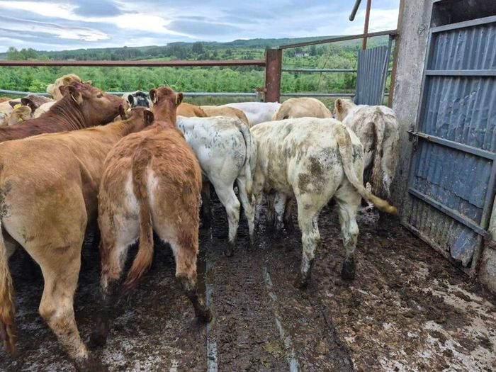 16  heifers