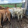 16  heifers Image 9