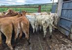 16  heifers