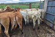 16  heifers