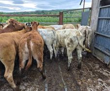 16  heifers