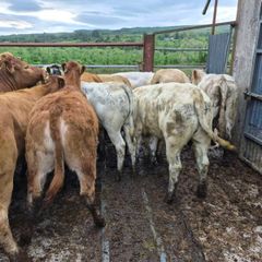 16  heifers