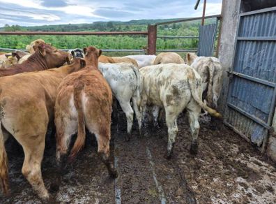 16  heifers