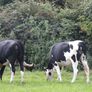 3 Pedigree registered maiden Heifers Image 5