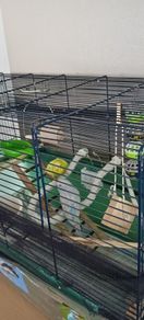 pets
