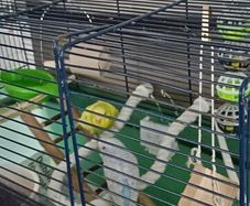 pets
