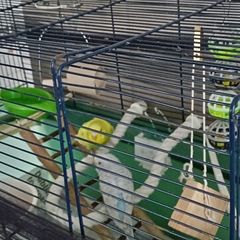 pets
