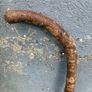 Vintage hazel walking stick Image 2