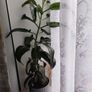 Mother of Thousand plant Image 2