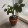 rubber plant ficus elastica Image 3