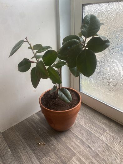 rubber plant ficus elastica