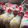 20 super brokie ewe lambs Image 6