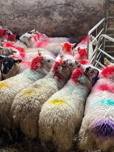 20 super brokie ewe lambs
