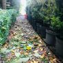 Box hedging 2ft Buxus Image 9