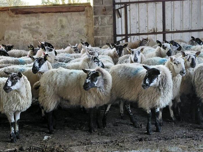 Ewe lambs Hoggot breeders.