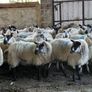 Ewe lambs Hoggot breeders. Image 9
