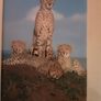 various mounted animal prints wild and tame Image 5