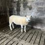 Selection of hogget rams Image 6