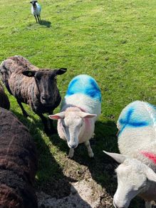 Sheep
