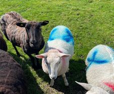 Sheep