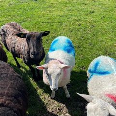 Sheep