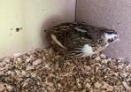 Male quail