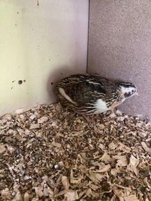 Male quail