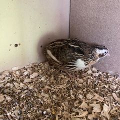 Male quail
