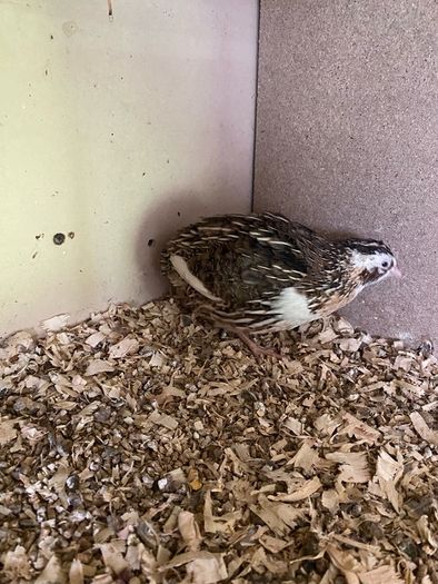 Male quail