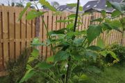 Plant