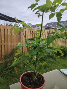 Plant