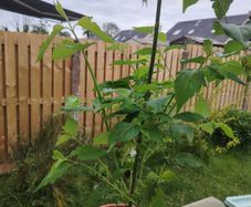 Plant