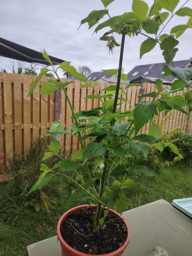 Plant