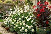 White Summer Thriller Collection 25