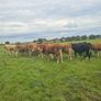 Bullocks Image 3
