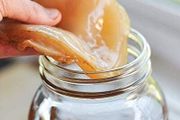 Kombucha scoby