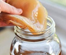 Kombucha scoby
