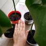 Monstera plants (25e if taking all) Image 6