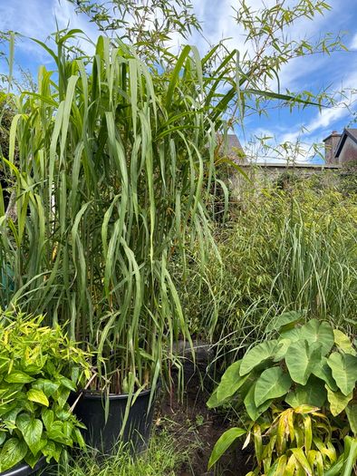 miscanthus giganteus - ornamental grass