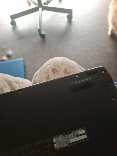 lap
