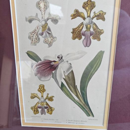 Antique Pair of Botanical Art Prints