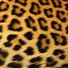 leopardskin13