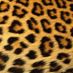 leopardskin13