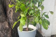 lemon tree