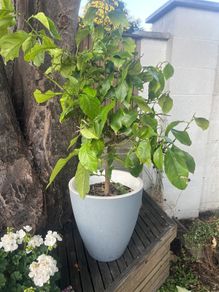 lemon tree