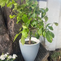 lemon tree