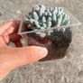 plant Image 2