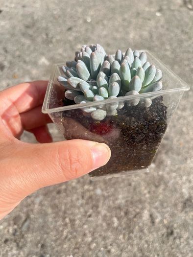 plant