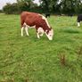 Livestock Image 3